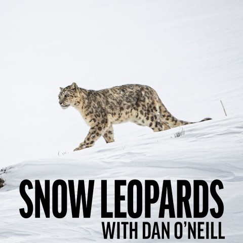 Snow Leopards with Dan O'Neill