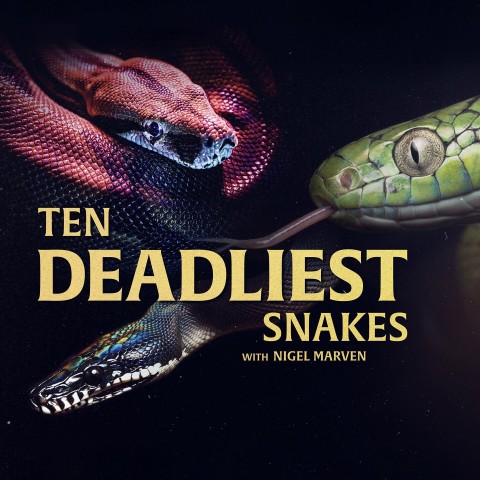 Ten Deadliest Snakes with Nigel Marven