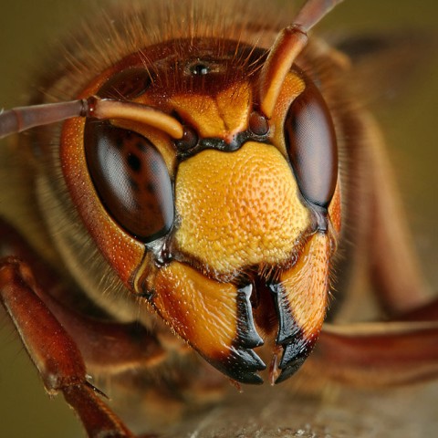 Insectia