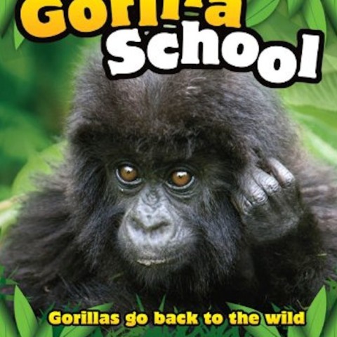 Gorilla School