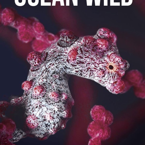 Ocean Wild