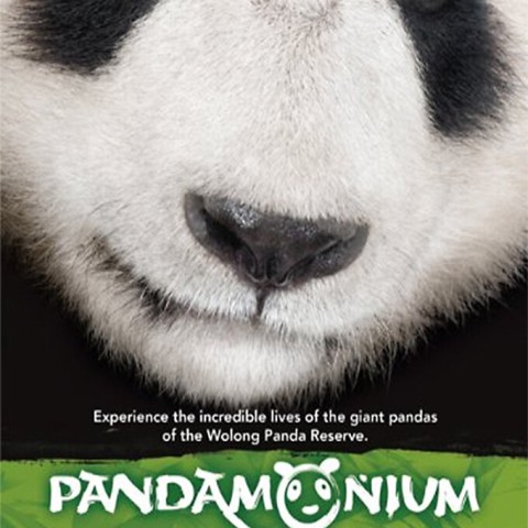 Pandamonium
