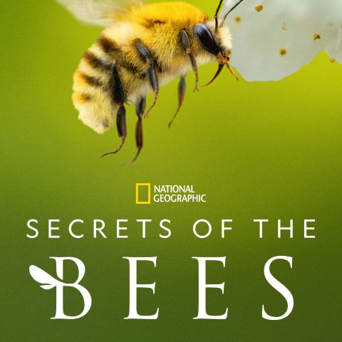 Secrets of the Bees